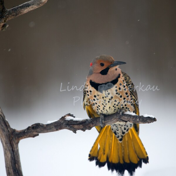 Northern Flicker