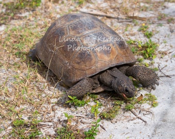 Tortoise in Florida