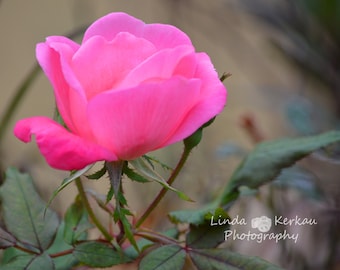 Michigan Rose in Bloom in Garden