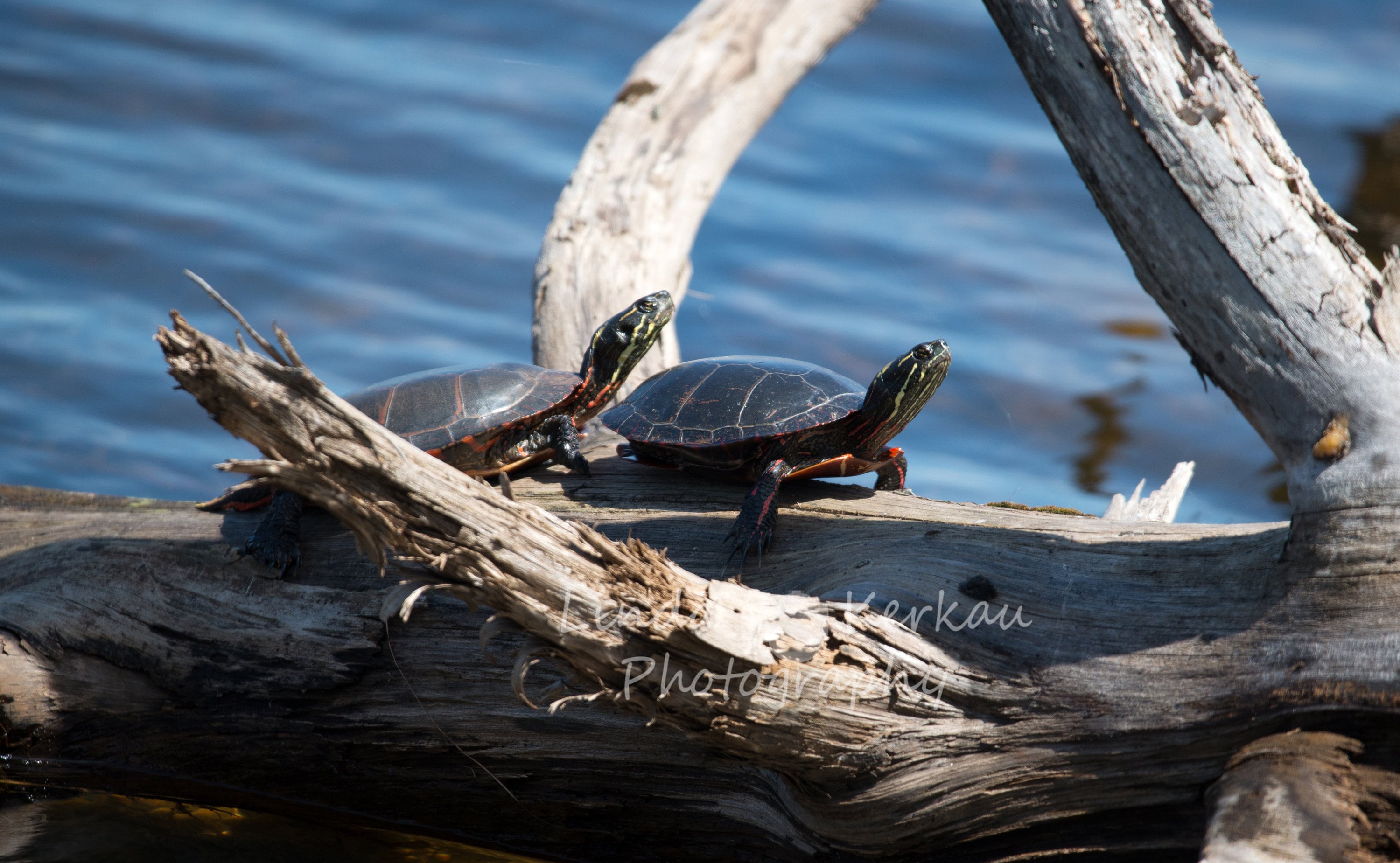 Two Painted Turtles on a Log Etsy