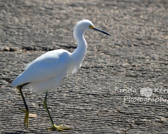 Snowy Egret on a Walk