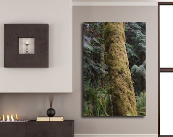 Pacific Northwest Moss Tree Print: Washington Rainforest Photography