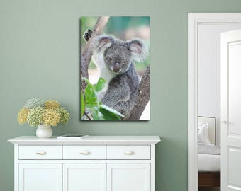 Koala | Port Douglas, Australia ~ Bear, exotic animals, Koala Bear, Green, kids, children art, kid-friendly, wildlife, cuddly animals,