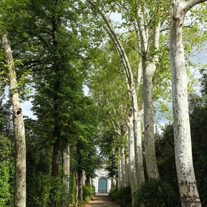 Boboli Gardens Print: Florence, Italy Pathway Photography