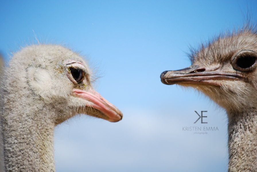 Ostrich Portrait Photography: South Africa Wildlife Print or Canvas