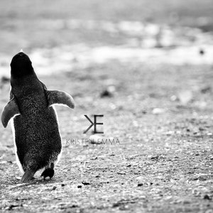 Away Deception Island, Antarctica Penguins, Animals, Cute, Kid-Friendly, Antarctica, Waddle, Black and White Photography image 2