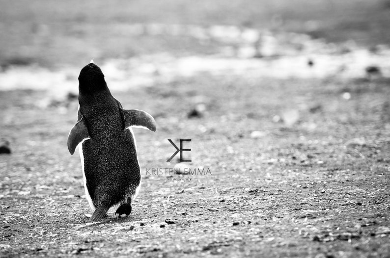 Away Deception Island, Antarctica Penguins, Animals, Cute, Kid-Friendly, Antarctica, Waddle, Black and White Photography image 2