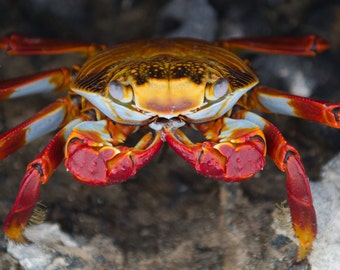 Sally Lightfoot | Galapagos Islands, Ecuador ~ Crab and crustaceans, Red, Orange, Animal and wildlife, Panoramic and Oversized art prints