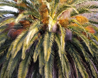 Palm Tree at Sunset | Cape Town, South Africa ~ Nature, Landscape, Palm Tree, Neutral colors, Earth Tones, leaves, green, orange, yellow,