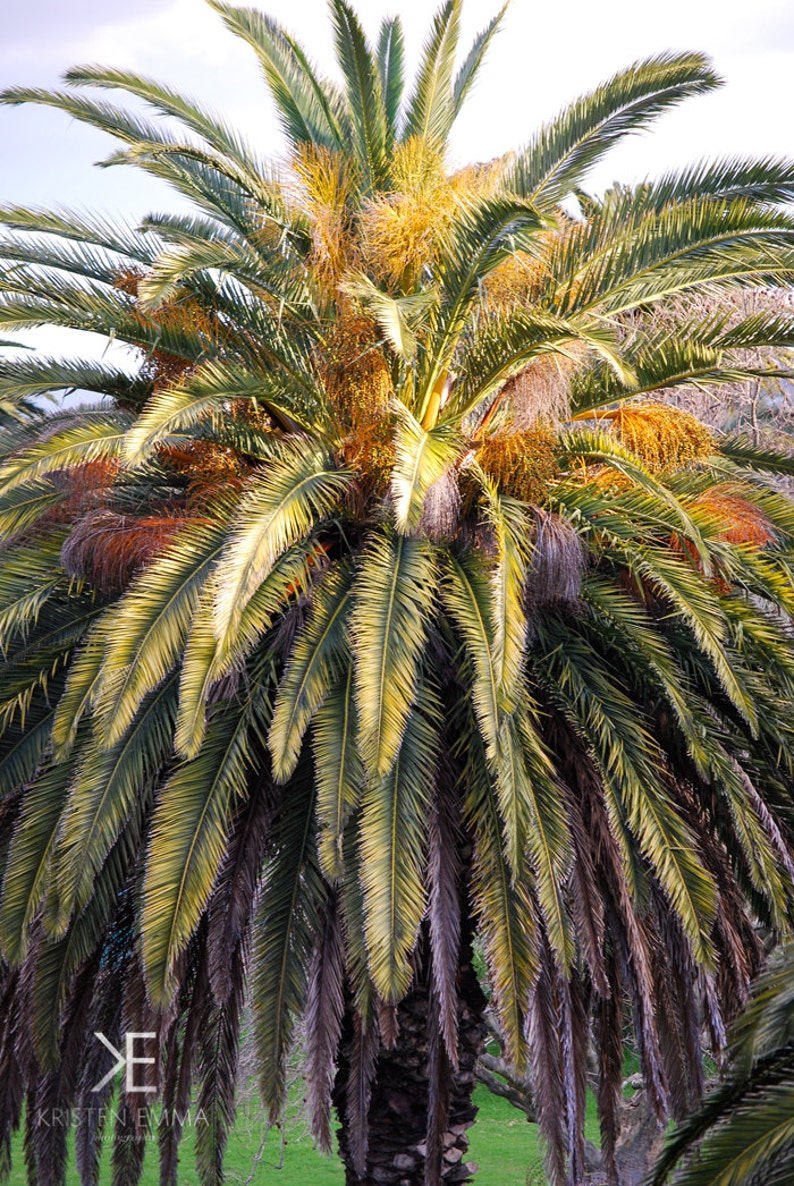 Palm Tree at Sunset Cape Town, South Africa Nature, Landscape, Palm Tree, Neutral Colors, Earth