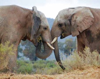 Elephant Friends | South Africa ~ Elephants, Friendship, Panoramic, Photography, Safari, Animal Lover, Art Print, Kid-friendly Art