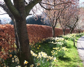 The Inn on the Lake | Glenridding, Lake District, UK ~ Daffodils, Driveway, Trees, Spring Scene, Flowers, Blossoms, Northern UK, Rustic