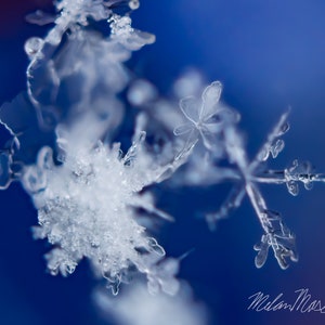 May include: A close-up of a delicate snowflake with intricate details, captured against a vibrant blue background.