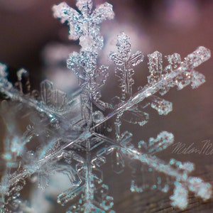 May include: A close-up of a delicate, intricate snowflake with a blue-tinted center. The snowflake is illuminated by a soft, warm light, highlighting its intricate details.