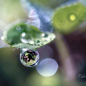 Dew Drop Macro Digital Photo