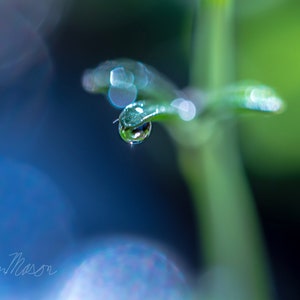 Dew Drop 2 Macro Digital Photo