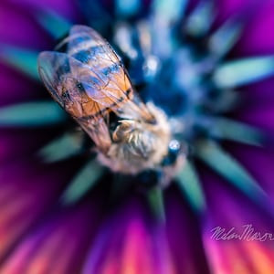 Bee Wings Macro Digital Photo