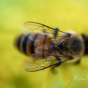 Bee Wings 2 Macro Digital Photo