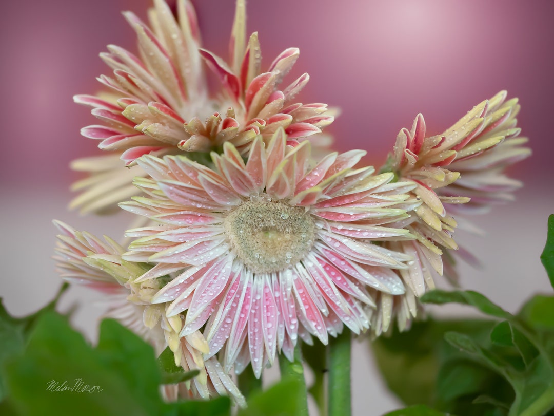 Daisy Mood Digital Photo Print Etsy