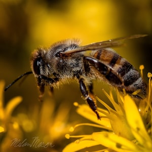 May include: A close-up of a honeybee collecting pollen from a yellow flower. The bee is in focus, and the flower is out of focus in the background.