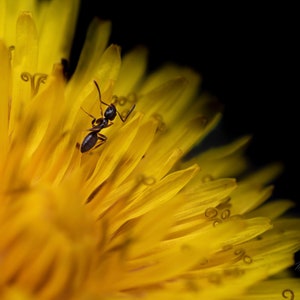 Ant On Dandelion Macro Digital Photo