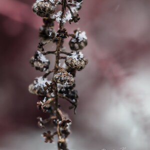 Snowy Magic Macro Photo Digital Download