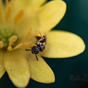 Tiny Bee Macro Digital Photo
