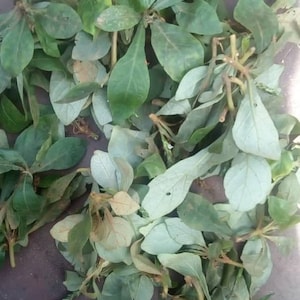 Ewe (Herbs)
