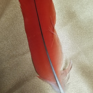 IKOIDE FEATHER (IKODIDERE) African Red Parrot Feather