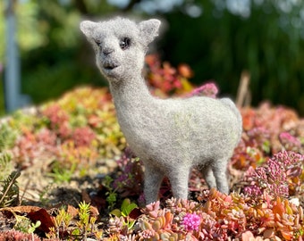 Alpaca "Puuki" - immediately available