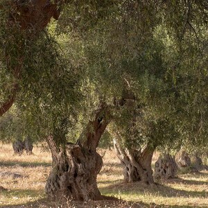 2025 Crop Organic Extra Virgin Olive Oil Cold Press 1 Gallon / 128oz image 9
