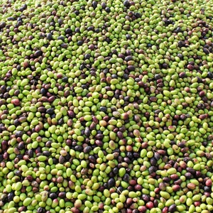 May include: A large pile of green and purple olives, ready for processing.