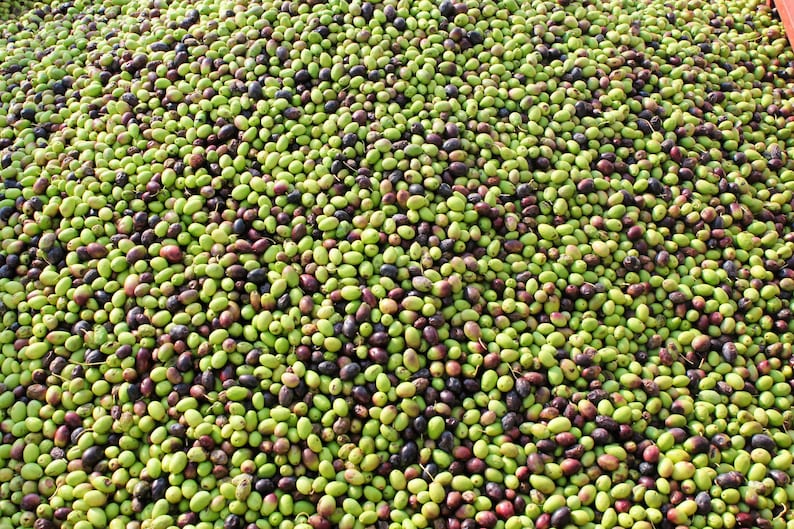 May include: A large pile of green and purple olives, ready for processing.
