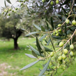 May include: Close-up of a branch of an olive tree with green olives growing on it. The olives are small and round, and the leaves are green and lush.