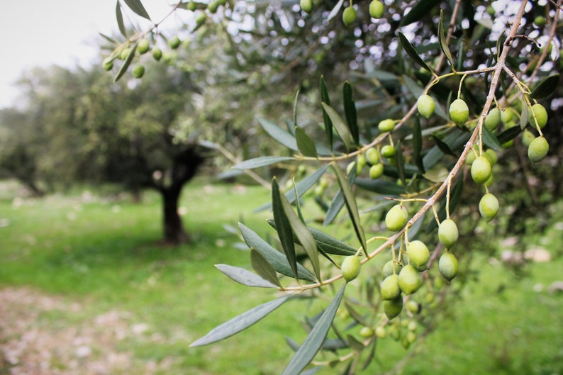May include: Close-up of a branch of an olive tree with green olives growing on it. The olives are small and round, and the leaves are green and lush.