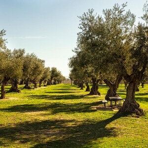 2025 Crop Organic Extra Virgin Olive Oil Cold Press 1 Gallon / 128oz image 10