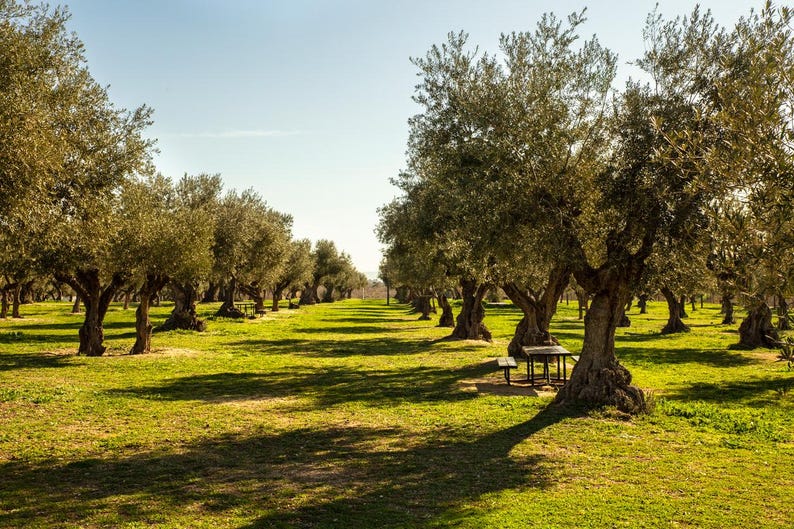 2025 Crop Organic Extra Virgin Olive Oil Cold Press 1 Gallon / 128oz image 10