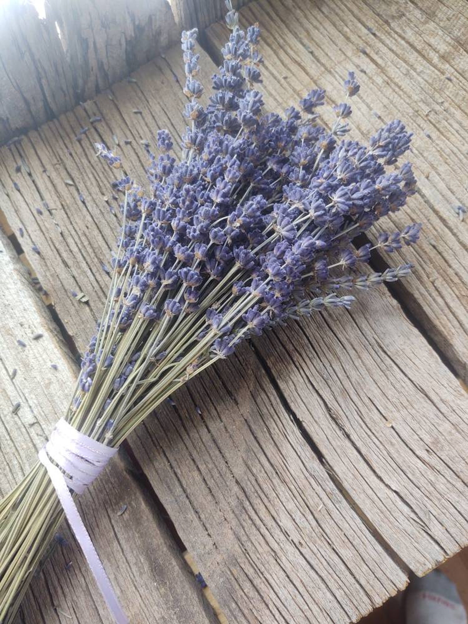 Lavender seeds 50 seeds Etsy