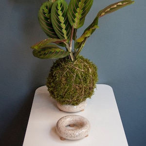 Può includere: Una pianta verde e rossa con foglie a motivi in un vaso di muschio su un tavolo bianco con un supporto ad anello in ceramica bianca.