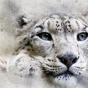 Impresión de leopardo de las nieves – Arte de edición limitada – De la pintura original de Phil Daniels A3+ (13” 330 mm de ancho) Giclée 200 g/m² sin ácido. Firmado y numerado.