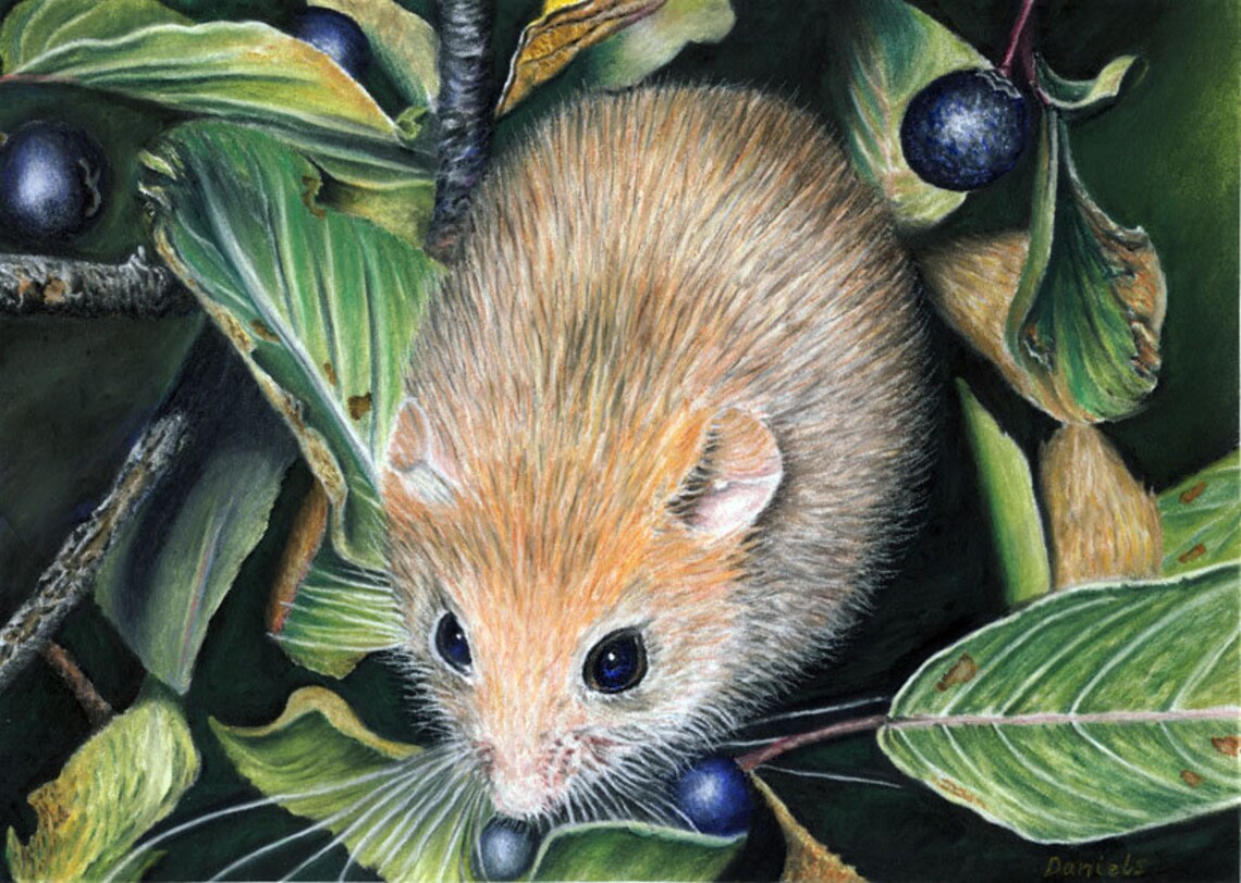 Limited Edition Art Print of original Dormouse painting. | Etsy