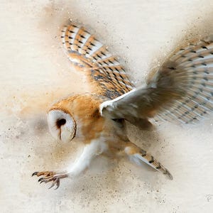 May include: A barn owl with brown and white feathers is in flight with its wings spread wide. The owl's face is visible with large, bright yellow eyes. The background is a soft, white watercolour wash.