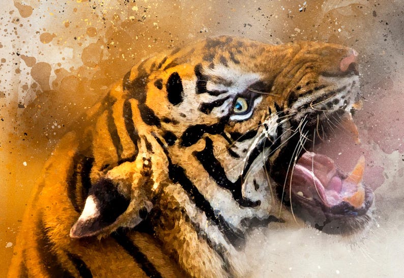 Op de afbeelding: Een close-up van het gezicht van een tijger met zijn bek open in een brul. De vacht van de tijger is oranje en zwart met witte strepen. De achtergrond is een wazige aquarelwas in oranje en bruin.