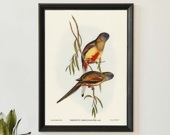 Parakeet Bird Art Print, John Audubon, Elizabeth Gould Illustration, Vintage Birds Of Australia Poster, Antique Bird Illustration