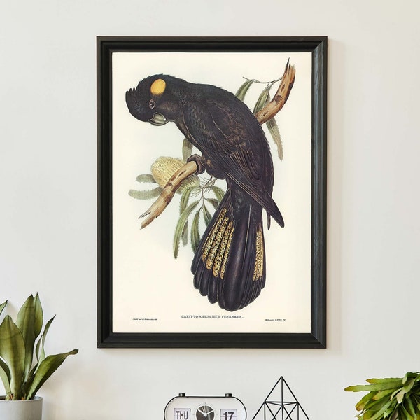 John Audubon Cockatoo Art Print, Vintage Birds Of Australia Poster, Antique Parrot Wall Art