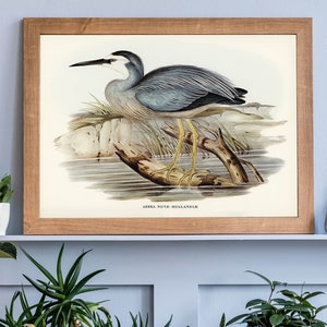 Vintage Heron John Audubon Bird Art Print, Vintage Birds Of Australia Poster, Antique Bird Illustration