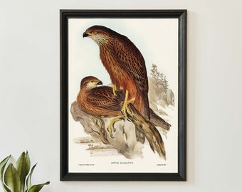 John Audubon Hawk Bird Art Print, Vintage Birds Of Australia Poster, Antique Bird Of Prey Illustration