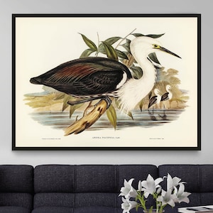 Pacific Heron, Vintage John Audubon Bird Art Print, Vintage Birds Of Australia Poster, Antique Bird Illustration