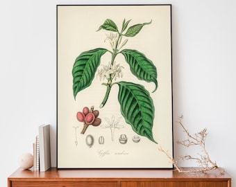 Vintage Coffee Aribica Plant Art Print, Botanical Illustration, Rustic Boho Wall Art