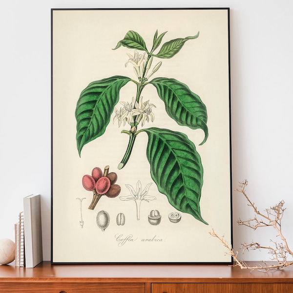 Vintage Kaffee Aribica Pflanzen Kunstdruck, botanische Illustration, rustikale Boho Wandkunst